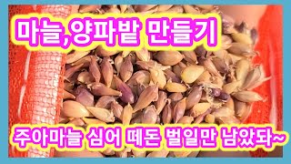 마늘,양파밭 만들기~홍산마늘 주아심어 떼돈 벌일만 남았다~