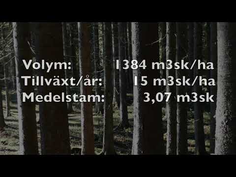 1400 kubik per hektar i granskog