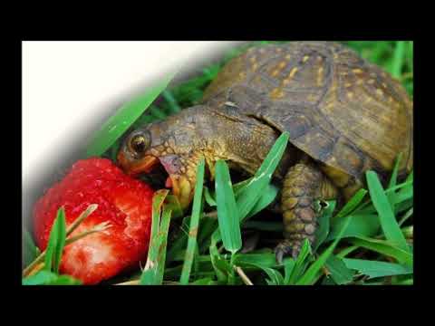 Small Gods ~ By: Terry Pratchett Part 1