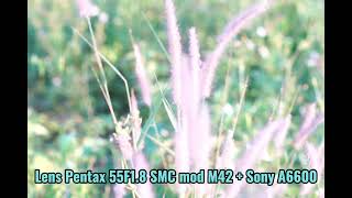 Lens Pentax 55f1.8 mod M42 + Sony A6600