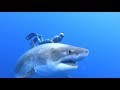 Surprising encounter with 'Deep Blue' shark off Hawaii