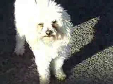 Cupid-Placed, an adopted Poodle Mix in Canoga Park, CA_image-1