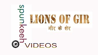 preview picture of video 'The Lions of Gir'