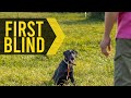 How To Teach Your Dog To Run Their First Blind Retrieve