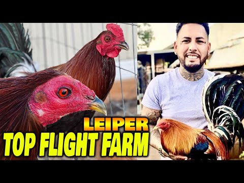 Beautiful Leiper Kelso TOP FLIGHT FARM California Farm Visit