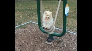 Tim Presley &quot;Long Bow&quot; (Official Music Video)