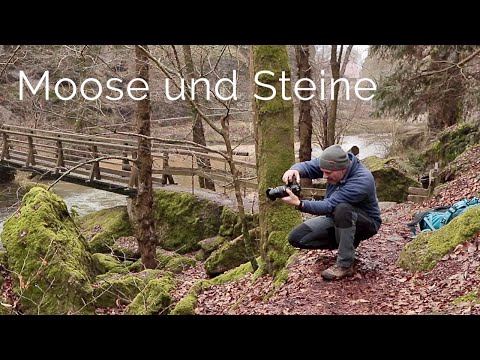Naturfotografie | Moos auf Steinen und Bäumen fotografieren