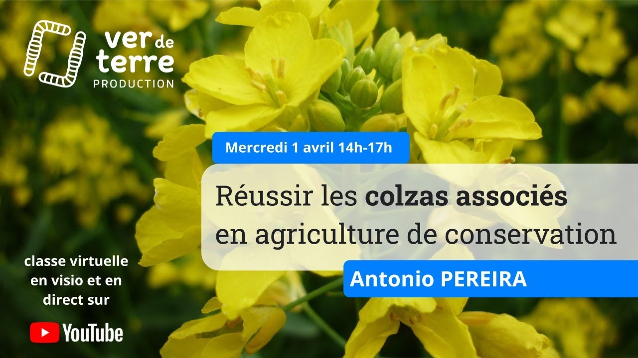 Réussir les colzas associés en agriculture de conservation, avec Antonio Pereira