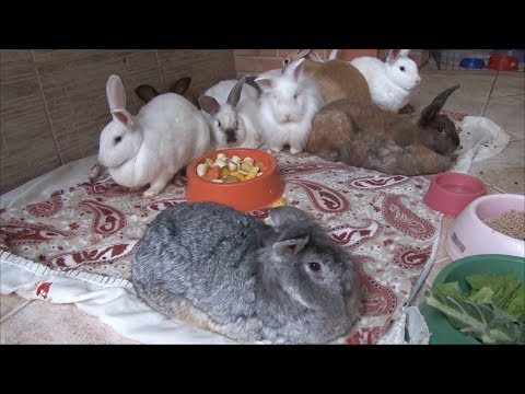 TJ UFSC 23/08/17 - Adote um orelhudo