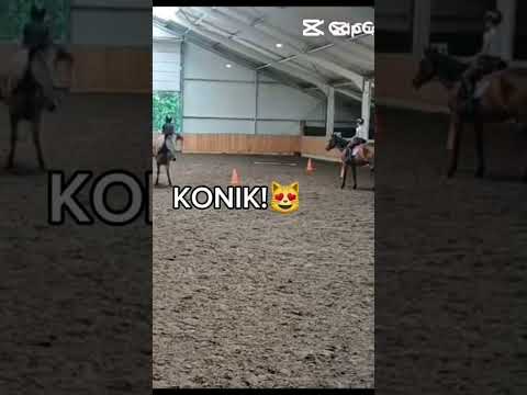 Konik🤣💅❤#horse #equestrian #pony#konik