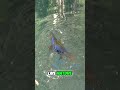 Duck Beaver Lizard YES Platypus WeirdAnimals NatureShorts WildlifeShorts ScienceShorts