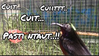 Download lagu Cuit.. Cuitt..Pancingan Suara Burung Kolibri Ninja Gacor..‼️#kolibri #kolibri_ninja mp3