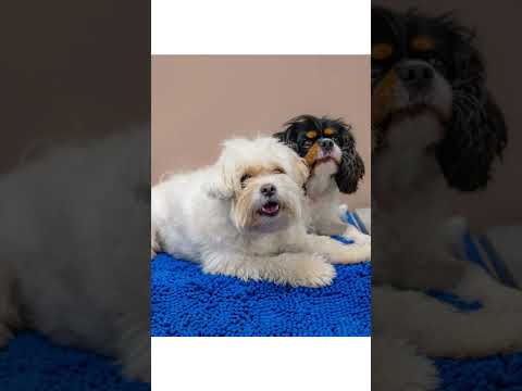 Pawsitive K9 Solutions video.