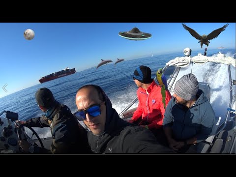 Dogs of War 2! 🏴‍☠️  Spearfishing movie🔱