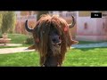 Zootopia Movie Funny Scene Hindi Dubbed Comedy Scenes Fuko Kids