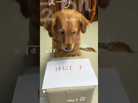 Dog: I believe you again I am a dog!# shorts# adorable pet# golden retriever# cute# dog# animal gui