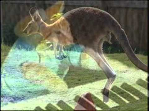 Eddy Rojas - Como Los Kanguros (Official Audio)