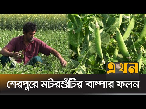 অনুকূল আবহাওয়ায় শেরপুরে লাভজনক মটরশুঁটির