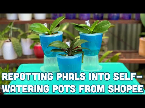 , title : 'REPOTTING MINI PHALAENOPSIS INTO SELF-WATERING POTS FROM SHOPEE  - PHILIPPINES'