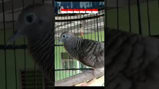 Download lagu Suara burung perkutut gacor - perkutut lokal nusantara4584 mp3