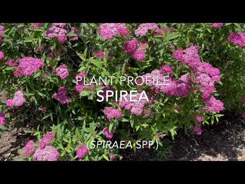 Spirea Plant Profile