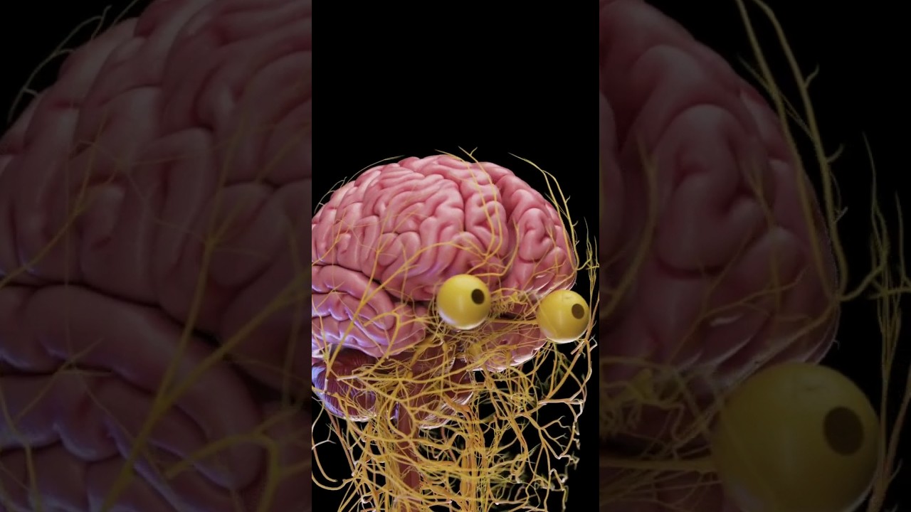 Medically accurate 3d model of the nervous system #anatomy