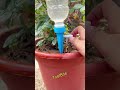 DIY Drip Irrigation for Indoor & Balcony Plants | Save Time Gardening #viralshorts