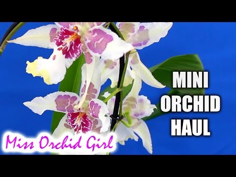 Mini Orchid haul