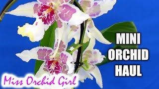 Mini Orchid haul