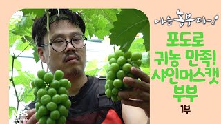 [나는농부다 260회 1부] 포도로 귀농 만족! 샤인머스캣 부부