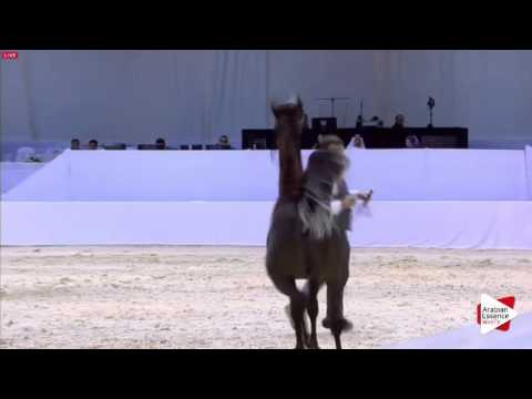 N.170 AJ WASMI - Dubai 2016 - Yearling Colts (Class 9B)