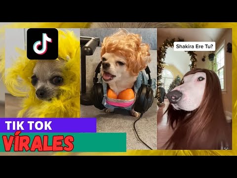 ¡Conoce a los Perros Vírales de Shakira y Miley Cyrus en TikTok!2023