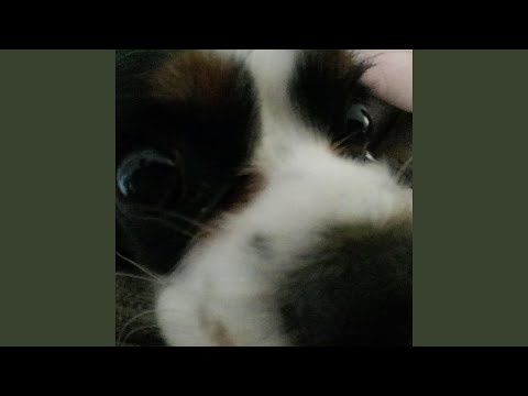 Dog Snoring Type Beat