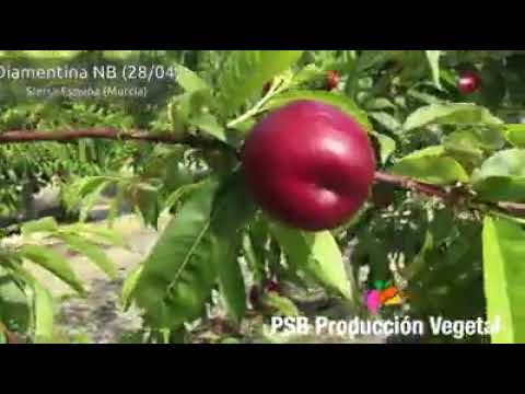 PSB DIAMENTINA | BETA FİDAN