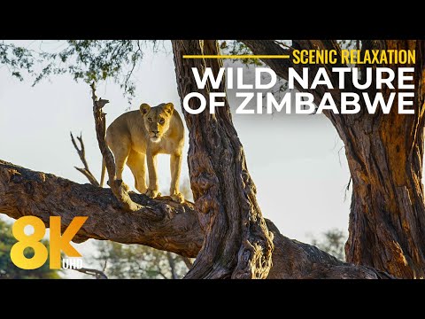 Wild Nature of Zimbabwe - Hwange National Park and it's Inhabitants - African Wildlife in 8K