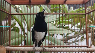 Download lagu Terapi suara burung kacer ngeplong ini, cocok buat pancingan kacer bahan supaya cepat bunyi gacor mp3 Download lagu Terapi suara burung kacer ngeplong ini, cocok buat pancingan kacer bahan supaya cepat bunyi gacor mp3