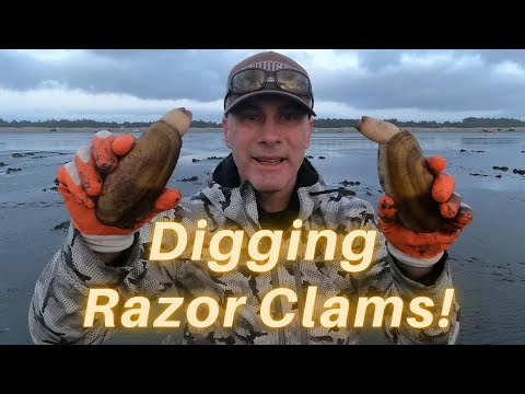 Digging Razor Clams in Washington