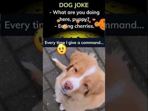 Story of an aggressive puppy1. #dogs #alldogs #cute #funny #joke #funnydog #shorts #cutebaby #love🤭👇