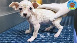 Rescue a Poor Puppy with Severely Mange and Had Given Up Hope Gets Recover