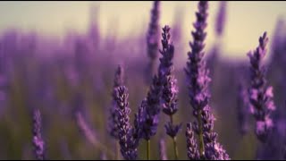 Download lagu Lavender-English Translation-Ambrose Hsu mp3