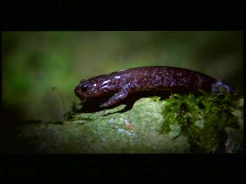 The Story of the Guanwu Salamander