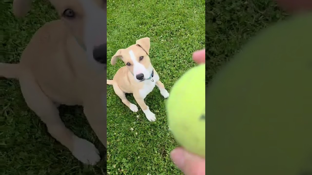 DOOLEY, a Adoptable mixed breed in Burton, MI video 4/4