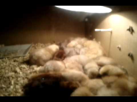 20 silkie chicks all sleeping Rare sight