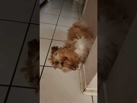 Shih Tzu Welpen Mama Zafira und Papa Leo sowie Oskar und Chicco wer ist wer ?