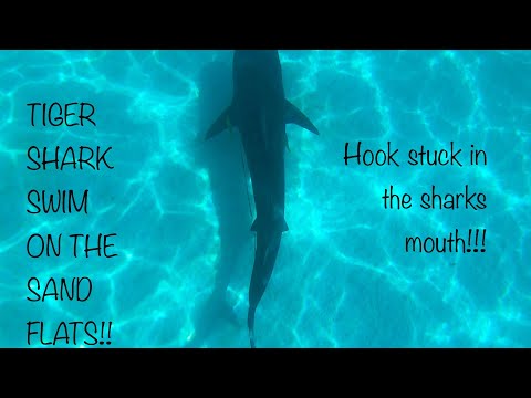 INSANE SWIMMING WITH TIGER SHARKS!! TURTLES & STINGRAYS ON THE NINGALOO