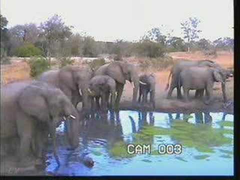 Breeding Herd of Elephant Pt.1  06-10-08 4.12 pm CAT