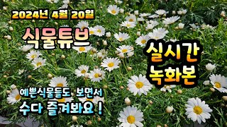 2024년 4월 20일  예쁜식물들 보면서 랜선으로 아이쇼핑하면서  수다즐겨봐요. #양재꽃시장 #식물튜브 #…