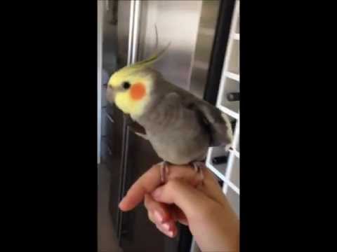 Drunk bird singing Skrillex (Original)