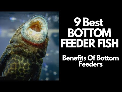 The 9 Best Bottom Feeder Fish For Your Aquarium