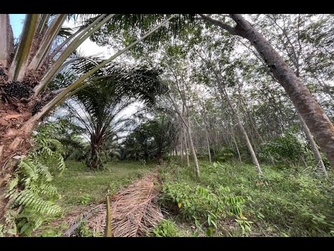 18 Rai Palm Plantation with Nice Mountain Views for Sale in Takua Thung, Phang Nga